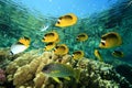 Red Sea Raccoon Butterflyfish Royalty Free Stock Photo