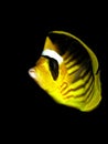 Red Sea Raccoon Butterflyfish Chaetodon fasciatus Royalty Free Stock Photo