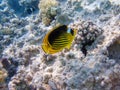 Red Sea raccoon butterflyfish - (Chaetodon fasciatus) Royalty Free Stock Photo