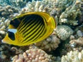 Red Sea raccoon butterflyfish - (Chaetodon fasciatus) Royalty Free Stock Photo