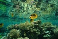 Red Sea Raccoon Butterflyfishes Royalty Free Stock Photo