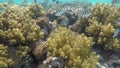 Red sea reef tropical fishes underwater Royalty Free Stock Photo