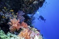 Red Sea Reef with a underwater Photographer Royalty Free Stock Photo