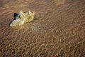 Red sea ripples rock Royalty Free Stock Photo