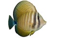 Red Sea Sailfin Tang Royalty Free Stock Photo