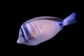 Red Sea sailfin tang on black background Royalty Free Stock Photo