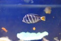 Red Sea sailfin tang Royalty Free Stock Photo