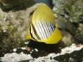 Red Sea Sailfin Tang Fish Royalty Free Stock Photo