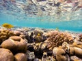 Red Sea sailfin tang fish on coral garden in red sea, Egypt Royalty Free Stock Photo