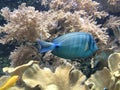 Red Sea sailfin tang fish in the coral reef in the aquarium Royalty Free Stock Photo