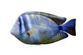 Red Sea Sailfin tang Royalty Free Stock Photo