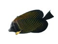 Red Sea sailfin tang Zebrasoma desjardinii isolated on a white background. Marine black tropical fish with yellow stripes Royalty Free Stock Photo