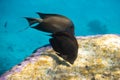 Red Sea sailfin tang Zebrasoma desjardinii over bright coral reef in the ocean. Marine black tropical fish with stripes in blue Royalty Free Stock Photo