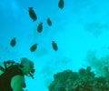 Red Sea scuba diving