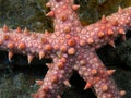 Red Sea Seastar fish Royalty Free Stock Photo