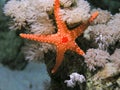 Red Sea Seastar fish Royalty Free Stock Photo