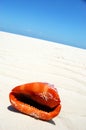 Red sea shell talking Royalty Free Stock Photo