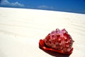 Red sea shell on white sand