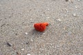 Red Sea Sponge on the Sand