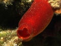 Red sea squirt Royalty Free Stock Photo