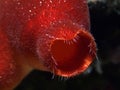 Red sea squirt Royalty Free Stock Photo