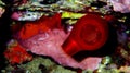 Red Sea Squirt - Halocynthia Papillosa Royalty Free Stock Photo