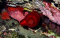 Red Sea Squirt - Halocynthia Papillosa Royalty Free Stock Photo