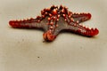 Red sea star #1 Royalty Free Stock Photo