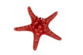 Red sea star Royalty Free Stock Photo