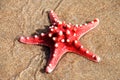 Red sea star