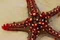 Red sea star #3 Royalty Free Stock Photo