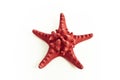 Red sea star Royalty Free Stock Photo