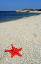 Red sea star on beach Royalty Free Stock Photo