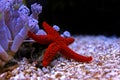 Red Sea Star - Fromia milleporella Royalty Free Stock Photo