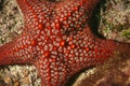 Red Sea Star, GalÃÂ¡pagos National Park, Ecuador