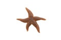 A red sea star isolated on white background. The Common Caribbean starfish Oreaster reticulatus.