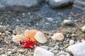 Red Sea star, sea shells, stone beach, clean water Royalty Free Stock Photo