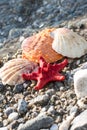 Red Sea star, sea shells, stone beach, clean water Royalty Free Stock Photo