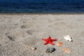 Red sea star and shells on beach Royalty Free Stock Photo