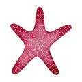 Red sea star, starfish. Isolated hand painted watercolor illustration on white background Royalty Free Stock Photo