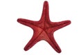 Red sea star Royalty Free Stock Photo