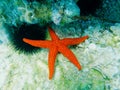 A red sea star and a sea urchin close up on the reef.