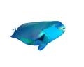 Red Sea Steephead Parrotfish Royalty Free Stock Photo