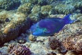 Red Sea Steephead Parrotfish Chlorurus gibbus Royalty Free Stock Photo