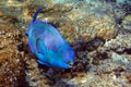 Red Sea Steephead Parrotfish Chlorurus gibbus Royalty Free Stock Photo