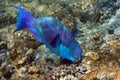 Red Sea Steephead Parrotfish Chlorurus gibbus Royalty Free Stock Photo