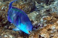 Red Sea Steephead Parrotfish Chlorurus gibbus Royalty Free Stock Photo