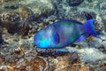 Red Sea Steephead Parrotfish Chlorurus gibbus Royalty Free Stock Photo