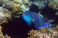 Red Sea Steephead Parrotfish Chlorurus gibbus Royalty Free Stock Photo