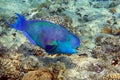 Red Sea Steephead Parrotfish Chlorurus gibbus Royalty Free Stock Photo